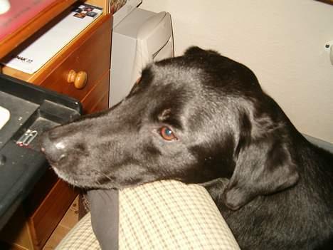 Blanding af racer buller - årh det er hårdt... billede 9