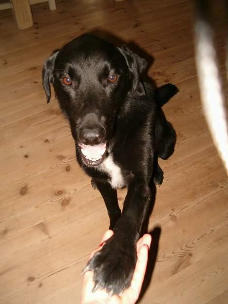 Blanding af racer buller - sød vovse siger godaws... billede 11