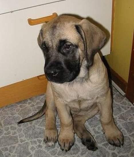 Mastiff Dina - dina hvalp billede 3