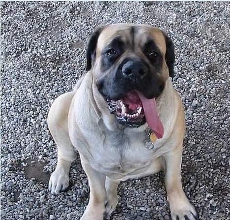 Mastiff Dina - Dina , ældre billede billede 4