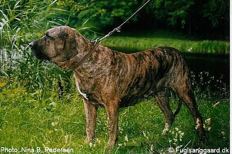 Fila brasileiro Garbosa De Los Tres Naran - Garbosa de los Tres Naranjos billede 4