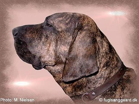 Fila brasileiro Garbosa De Los Tres Naran - Garbosa de los Tres Naranjos billede 5