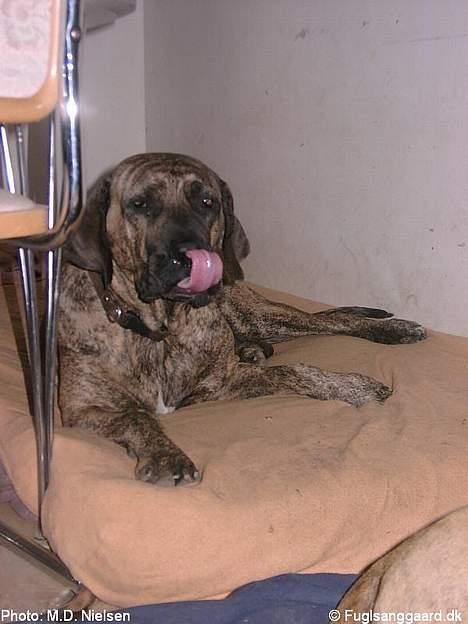 Fila brasileiro Garbosa De Los Tres Naran - Mor siger at jeg er lidt af en ko??? billede 6