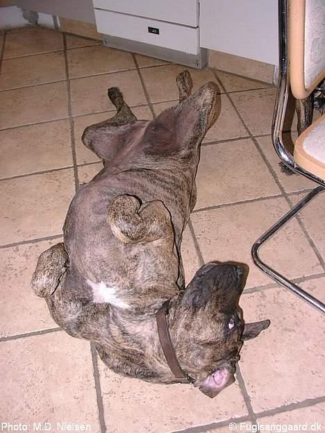 Fila brasileiro Garbosa De Los Tres Naran - Mums dejligt med gulv varme! billede 7