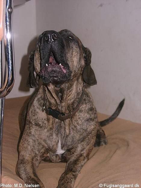 Fila brasileiro Garbosa De Los Tres Naran - Garbosa synger ;-) billede 8