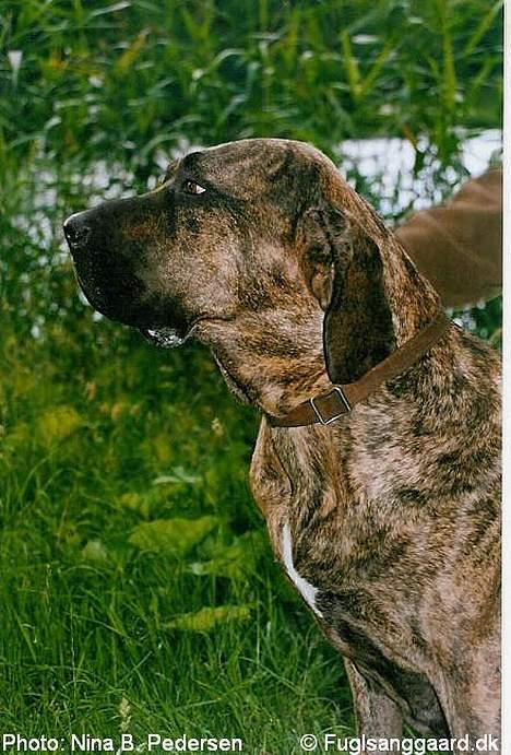 Fila brasileiro Garbosa De Los Tres Naran - Garbosa de los Tres Naranjos billede 9