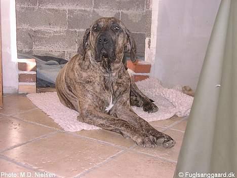 Fila brasileiro Garbosa De Los Tres Naran - Garbosa de los Tres Naranjos billede 10