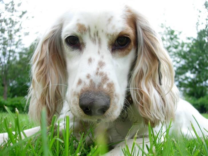 Cocker spaniel Lady - Velkommen til lille Ladys profil <3 billede 1