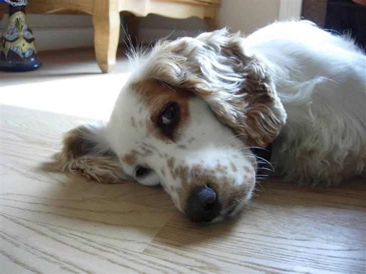 Cocker spaniel Lady - Er du træt lille Lady? billede 5