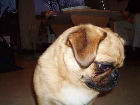 Blanding af racer Obelix (Mops/pekingeser) - Øøøøhhh........ billede 5
