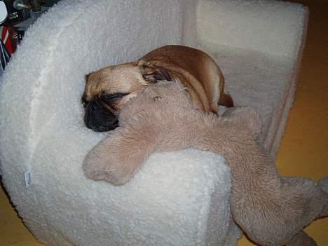 Blanding af racer Obelix (Mops/pekingeser) - Min Hundi og min sofa.... Kan det blive bedre? billede 6