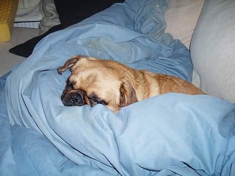 Blanding af racer Obelix (Mops/pekingeser) - Zzzzzz........ billede 7