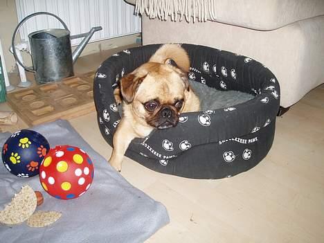 Blanding af racer Obelix (Mops/pekingeser) - Så mangler jeg bare anlæg og hjul, så kører vi  ;o) billede 8