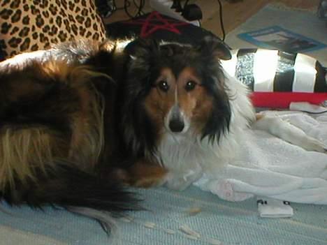 Collie langhåret Soffi R.I.P :´( - Rigtig kær.. hehe.. billede 4