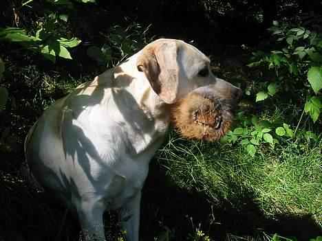 Labrador retriever Maggie (død 2013) - Maggie i skoven efter en apportering billede 1