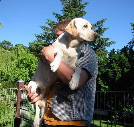 Labrador retriever Maggie (død 2013) - Man bliver vel aldrig for stor til at blive taget op billede 2