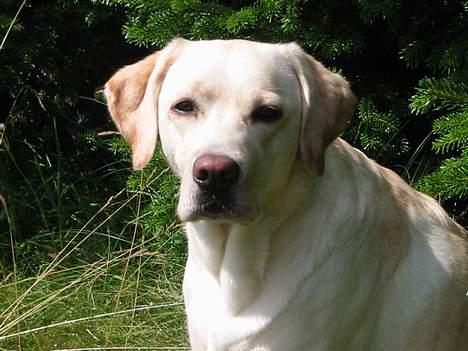 Labrador retriever Maggie (død 2013) billede 3