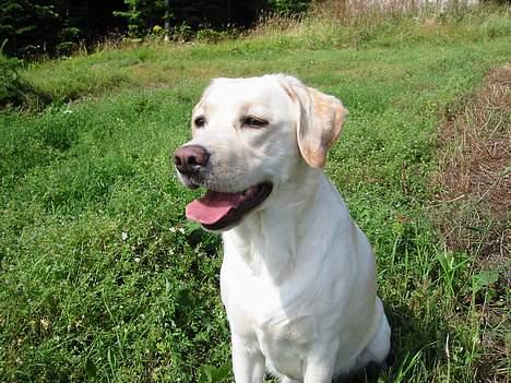 Labrador retriever Maggie (død 2013) billede 4