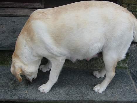 Labrador retriever Maggie (død 2013) - En meget gravid Maggie billede 5