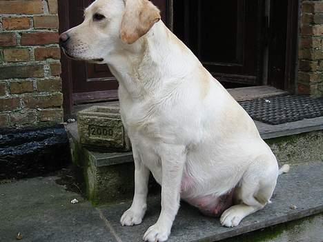 Labrador retriever Maggie (død 2013) - Endnu et billede en lille uge inden fødslen billede 6