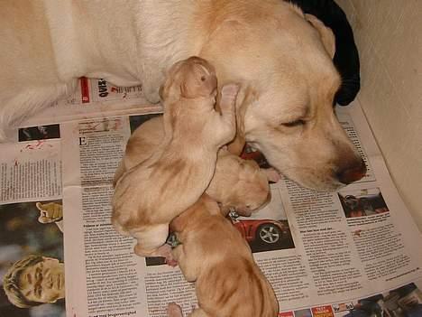 Labrador retriever Maggie (død 2013) - Maggie med et par af de nyfødte billede 7