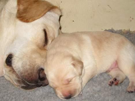 Labrador retriever Maggie (død 2013) - Er de ikke lækre? billede 8
