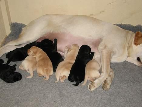 Labrador retriever Maggie (død 2013) - Mælkebar billede 9