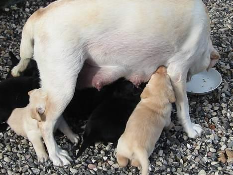 Labrador retriever Maggie (død 2013) - Nu er det blevet til stående mælkebar billede 10