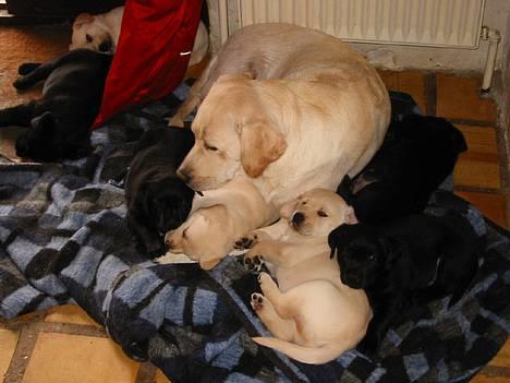 Labrador retriever Maggie (død 2013) - Hyggestund med nogle af hvalpene billede 11