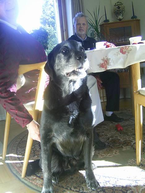 Labrador retriever buller *Død - fint! så gider jeg da heller ikke være med! billede 1