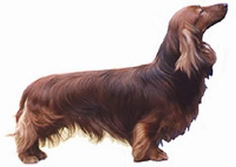 Gravhund :  ***Charlie***  - dette er ikke Charlie vi satte bare billedet ind så i kunne se en gravhund rigtigt opstillet...        (skriv lige hvis i syntes billedet skal væk) billede 9