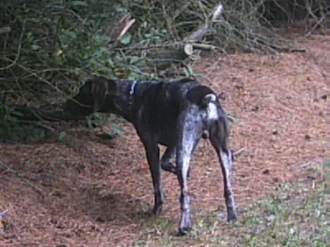 Korthåret hønsehund Petermann´s H-Cato billede 9