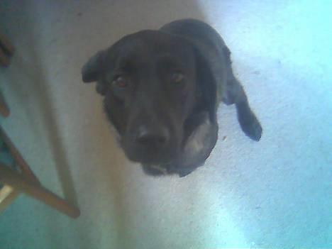 Labrador retriever Dina billede 1