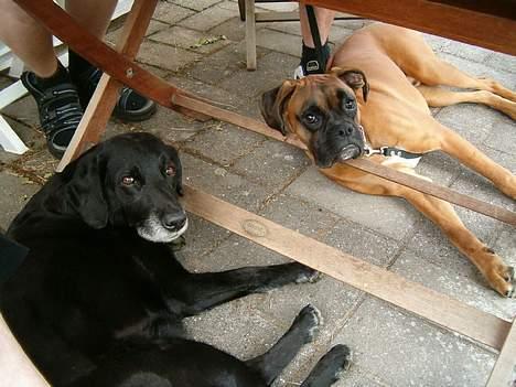 Boxer Bølle - 2005 billede 9