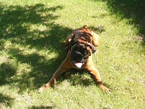 Boxer Bølle - 2006 billede 10