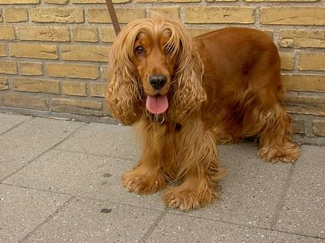 Cocker spaniel Tika - 26.7.05 - Ja, så står jeg her igen! billede 8