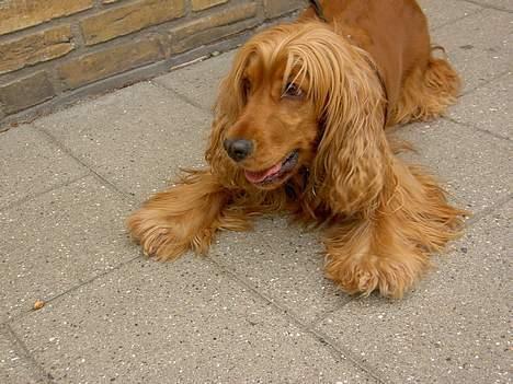 Cocker spaniel Tika - 26.7.05 - Er der nogen der vil lege? billede 9