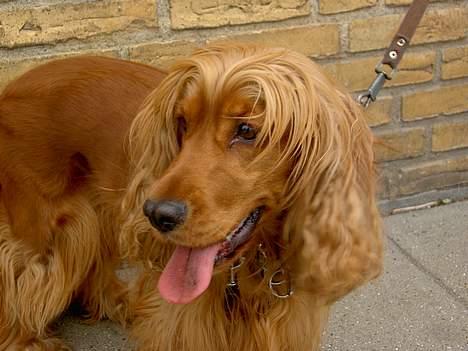 Cocker spaniel Tika - 26.7.05 - Jeg har jord på tungen! billede 10