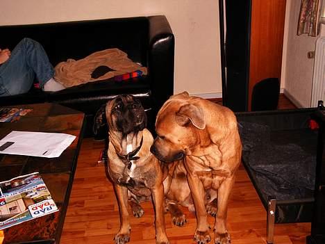 Cane corso Campo Di Cavello (Sussi) billede 11