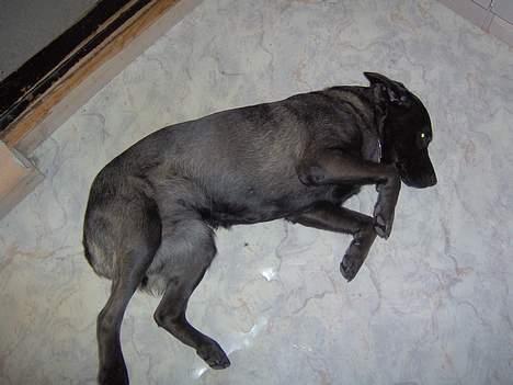 Labrador retriever Dina - vis der noget dina hader så er det og få taget billeder.. =) billede 2