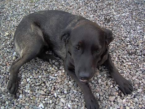 Labrador retriever Dina billede 3