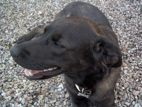 Labrador retriever Dina billede 4