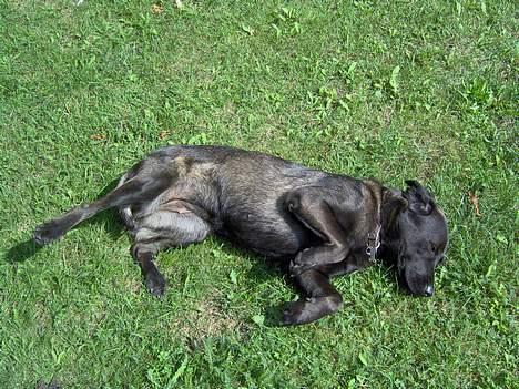 Labrador retriever Dina billede 6