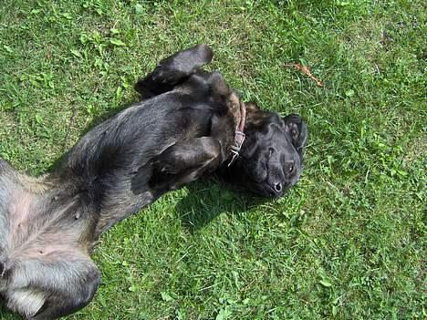 Labrador retriever Dina billede 7