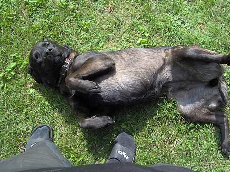 Labrador retriever Dina billede 8