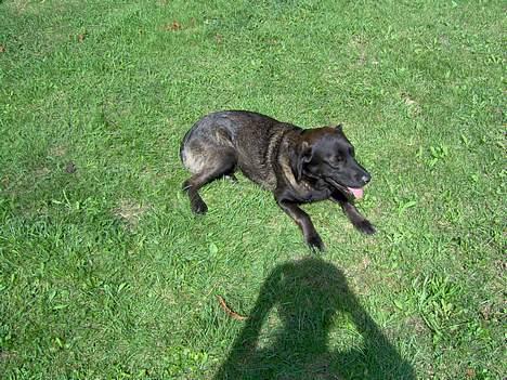 Labrador retriever Dina billede 9