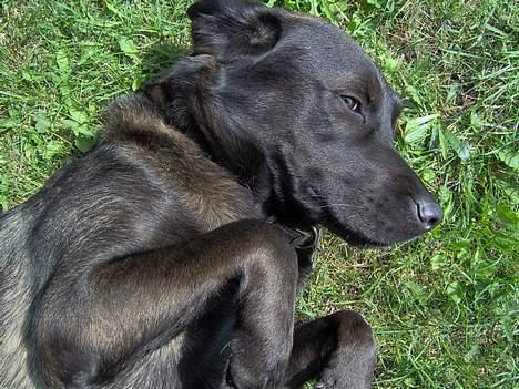 Labrador retriever Dina billede 10