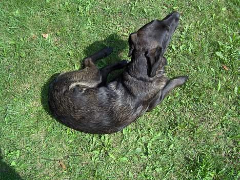 Labrador retriever Dina billede 11