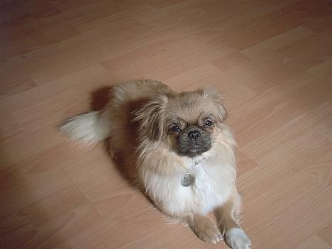 Tibetansk spaniel kira - Her ligger verdens bedste hund.. hun er bare dejlig.. billede 1