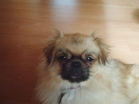 Tibetansk spaniel kira billede 2